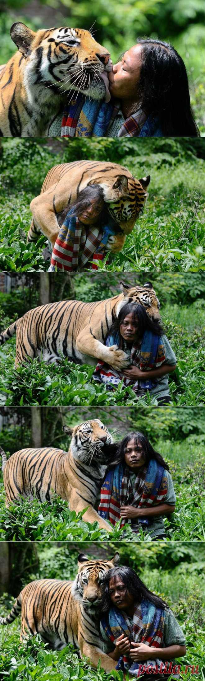 Дружба индонезийского юноши с бенгальским тигром | Фотография | Фотография