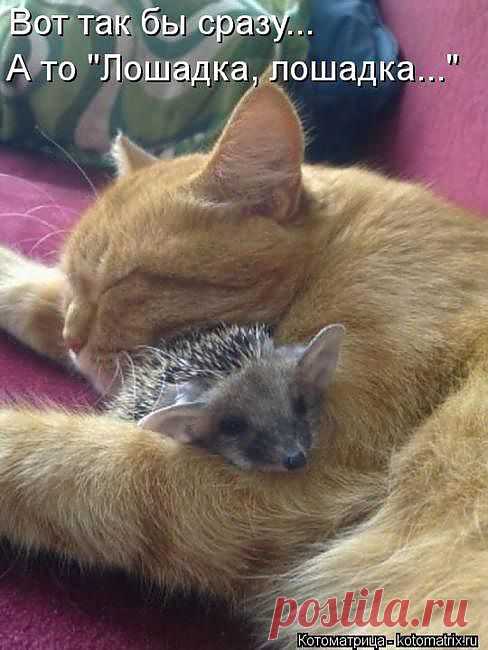 Котята и ежата | Kote.Rjaka.com