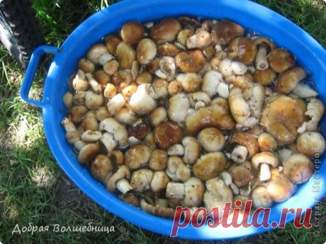 Соленые КУЛАЧКИ