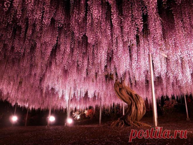 Пурпурные небеса (11 ) | MerCi - информационный журнал о самом главном