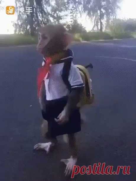 Я то думаю - куда хомячки подевались ???
А они в школу пошли !