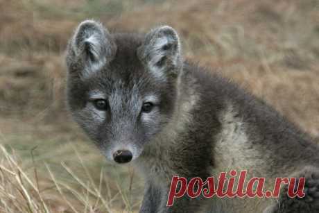 Умилительные зверята - Вдохновение / Surfingbird - мы делаем интернет лучше