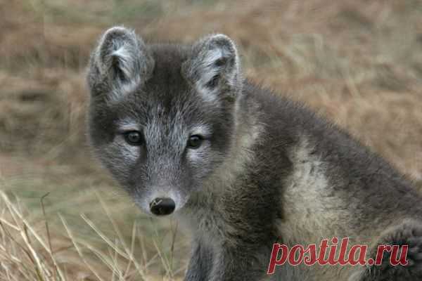 Умилительные зверята - Вдохновение / Surfingbird - мы делаем интернет лучше