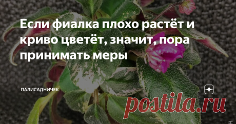Если фиалка плохо растёт и криво цветёт, значит, пора принимать меры На примере трейлера ЛЕ-Розовый каскад