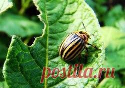 Эффективная борьба с колорадским жуком