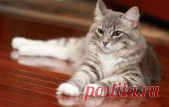 В будинку не пахне котами, і ось як цього добитися Котяча сеча дуже сильно в'їдається в  поверхню, тому кожному власнику кішок слід знати способи, якими можна її відмити.