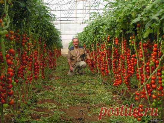 (93) Одноклассники