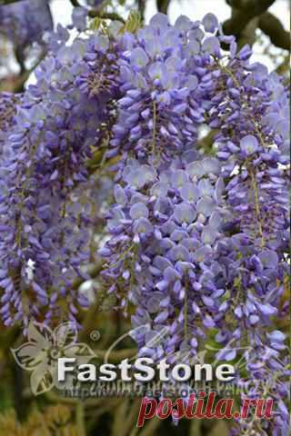 Глициния китайская Пролифик / Wisteria sinensis Prolific Clem-dop134 - В продаже - Patioflowers