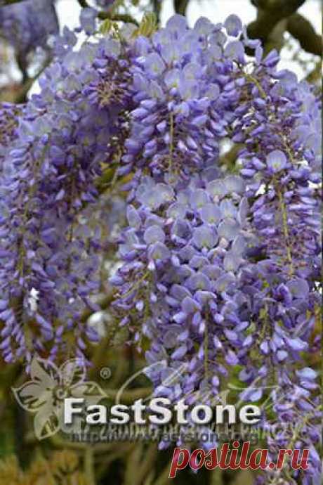 Глициния китайская Пролифик / Wisteria sinensis Prolific Clem-dop134 - В продаже - Patioflowers