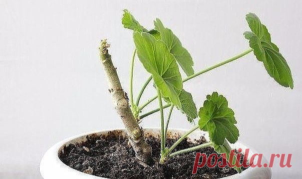 (61) Одноклассники