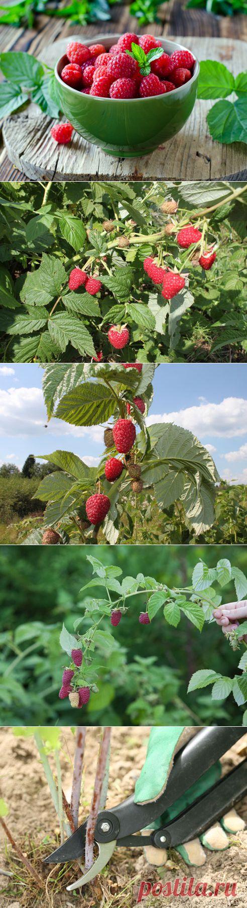 Ремонтантная малина на Supersadovnik.ru