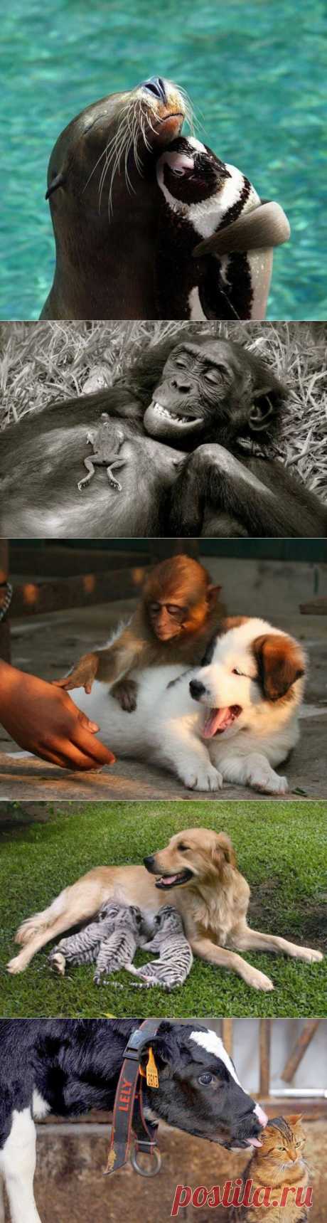 (+1) тема - Животные тоже умеют дружить! | Четвероногий юмор