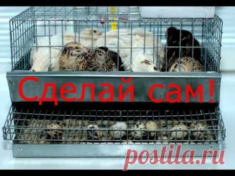 Клетка на 10-15 перепелов своими руками