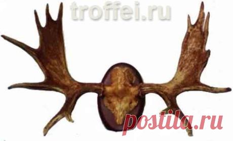 Вешалка из рогов