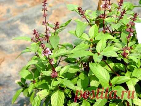 Пряные бордюры для дачи. Выбор растений.