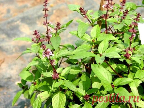 Пряные бордюры для дачи. Выбор растений.