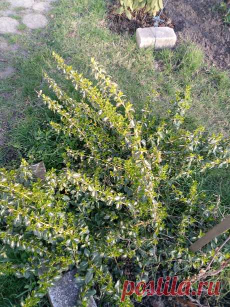 Бересклет Форчуна «Солнечное пятно» (Euonymus fortunei «Sunspot»)