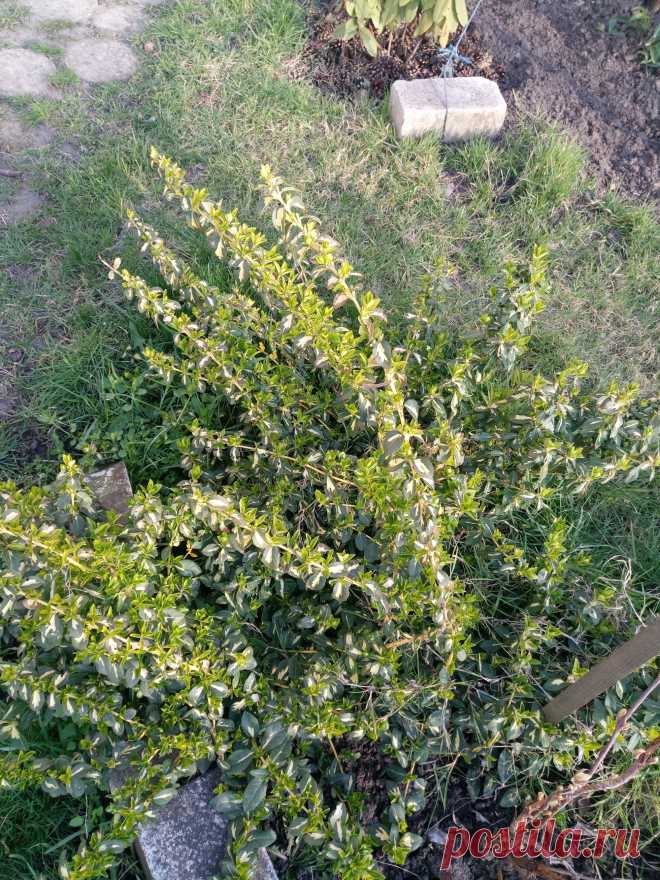 Бересклет Форчуна «Солнечное пятно» (Euonymus fortunei «Sunspot»)