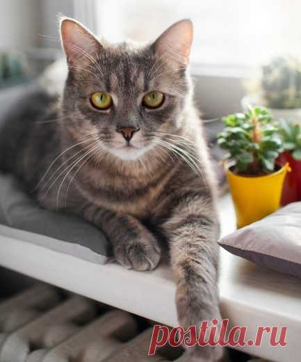 Когда хозяин или хозяйка покидает дом на длительное время, кот или кошка могут и заскучать.