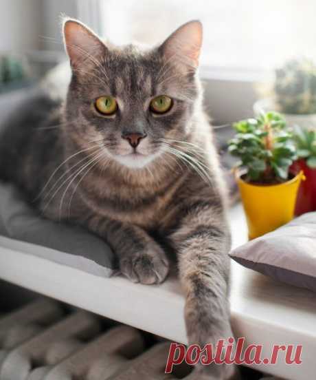 Когда хозяин или хозяйка покидает дом на длительное время, кот или кошка могут и заскучать.