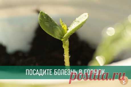 Довольно неординарный способ исцеления, но возможно кто-то захочет попробовать.
ПОСАДИТЕ БОЛЕЗНЬ В ГОРШОК
Исцелить человека можно очень простым способом, который доступен практически каждому. Основывается он на проверенной веками практике, что болезнь может быть перенесена с пациента на любой другой организм, в частности — на растение.
Само действо вам может показаться даже идиотическим, что свойственно рационалам, но давайте прежде немного уточним откуда это взялось. Не поверите, но это дейс