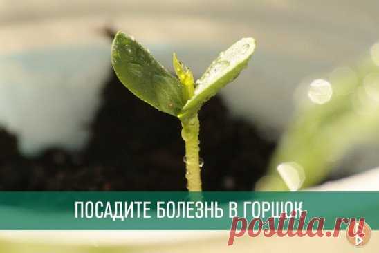 Довольно неординарный способ исцеления, но возможно кто-то захочет попробовать.
ПОСАДИТЕ БОЛЕЗНЬ В ГОРШОК
Исцелить человека можно очень простым способом, который доступен практически каждому. Основывается он на проверенной веками практике, что болезнь может быть перенесена с пациента на любой другой организм, в частности — на растение.
Само действо вам может показаться даже идиотическим, что свойственно рационалам, но давайте прежде немного уточним откуда это взялось. Не поверите, но это дейс