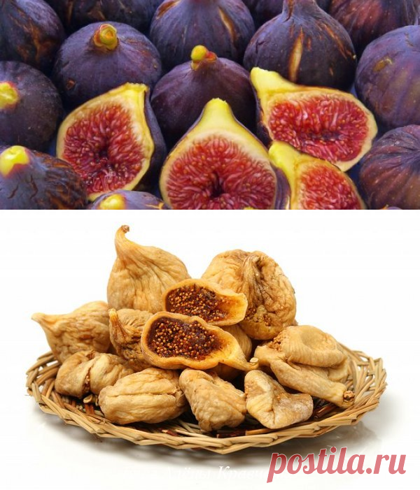 Польза и вред инжира для здоровья человека, видео

Господа, в этой статье собрана основная информация об этом древнейшем растении. Чем полезен инжир для организма и какие есть противопоказания. Родиной чудо-фрукта считается Малая Азия или Анатолия (часть территории современной Турции). Растет в теплых странах. Имеет много имен: смоква, смоковница, винная ягода, фига. О фиговом листе слышали все. Этот лист был первой одеждой Адама и Евы. Древнегреческий философ и естествоиспытатель Теофраст