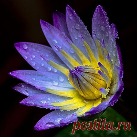 Photo After Rainy Day by Douglas Liang on 500px | Rene Basurto Quijada приколол(а) это к доске Flores - Flowers | Pinte…