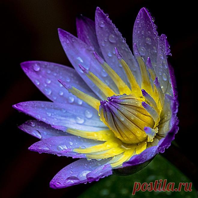 Photo After Rainy Day by Douglas Liang on 500px | Rene Basurto Quijada приколол(а) это к доске Flores - Flowers | Pinte…