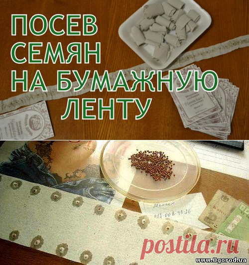 ПОСЕВ СЕМЯН НА БУМАЖНУЮ ЛЕНТУ

При использовании ленточного наклеивания на посев уходят считанные минуты, и остается время для более важных дел.

Вам понадобится

- клейстер или канцелярский клей;
- туалетная бумага или бумажные полотенца;
- ножницы;
- кисточки для нанесения клеевой основы;
- зубочистка или пинцет.