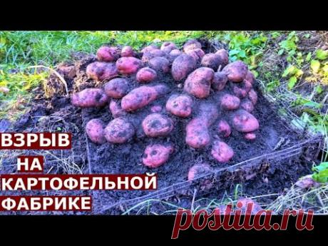 Уникальная раскопка картофеля сорта Уника