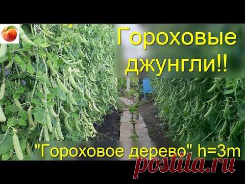 Горох Гороховые джунгли 3 х метровый сладкий спаржевый горох! Съедобная живая изгородь! - YouTube