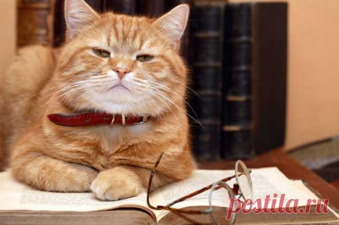 10 Written Lessons Your Cat Can Teach You On Being Happy – Urban Times