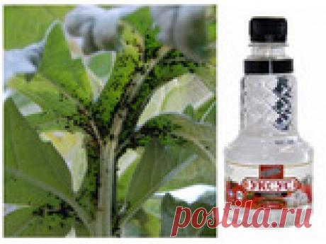 Уксус против тли: как правильно использовать? Вездесущая и прожорливая тля – самая настоящая напасть для любого дачного участка. Полчища голодных негодяек способны в кратчайшие сроки нанести урожаю настолько серьезный урон, что его объемы сократятся в разы! И заметно осложняет ситуацию способность этих насекомых размножаться с поистине молниеносной скоростью – тля дает до пятидесяти поколений за сезон! Особой же активностью она может похвастаться, начиная с мая и по июль в...