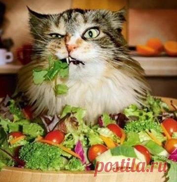 Вегетарианцы страдают от недостатка витаминов В12, D, кальция и ферритина. | Образовательная программа: компендиум здоровья.