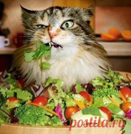 Вегетарианцы страдают от недостатка витаминов В12, D, кальция и ферритина. | Образовательная программа: компендиум здоровья.