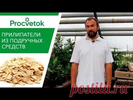 ТОП-8 народных ПРИЛИПАТЕЛЕЙ для внекорневой обработки растений. Обзор.