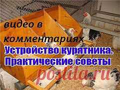 устройство курятника