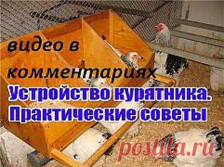 устройство курятника