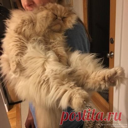 Дон Пухан едет на холопе в опочивальню