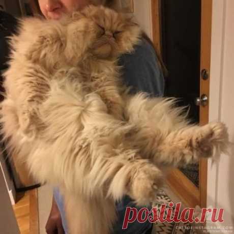 Дон Пухан едет на холопе в опочивальню