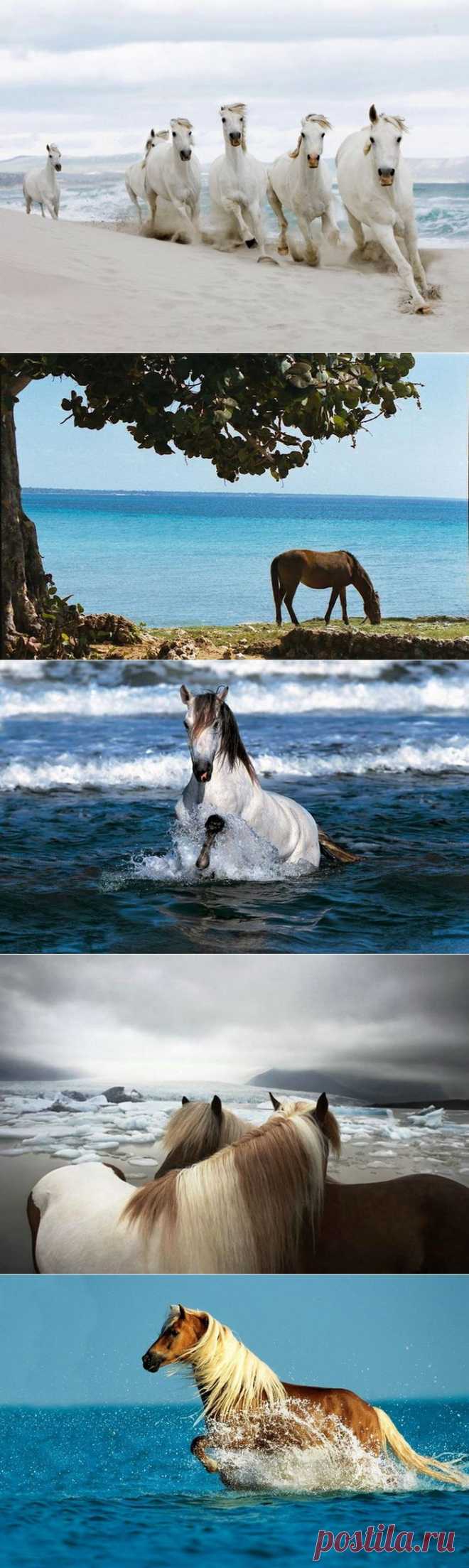 Лошади и море..