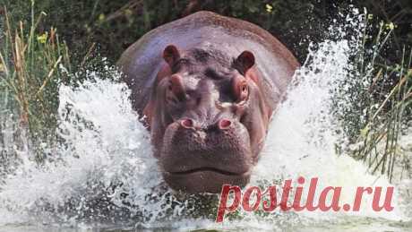 ​Самые опасные существа планеты — Интересные факты