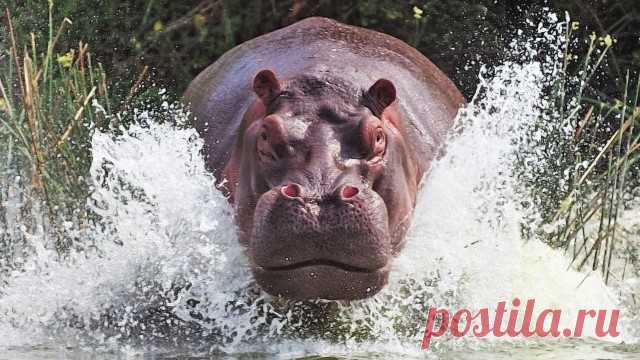 ​Самые опасные существа планеты — Интересные факты