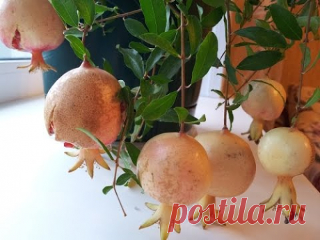 Как вырастить гранат дома