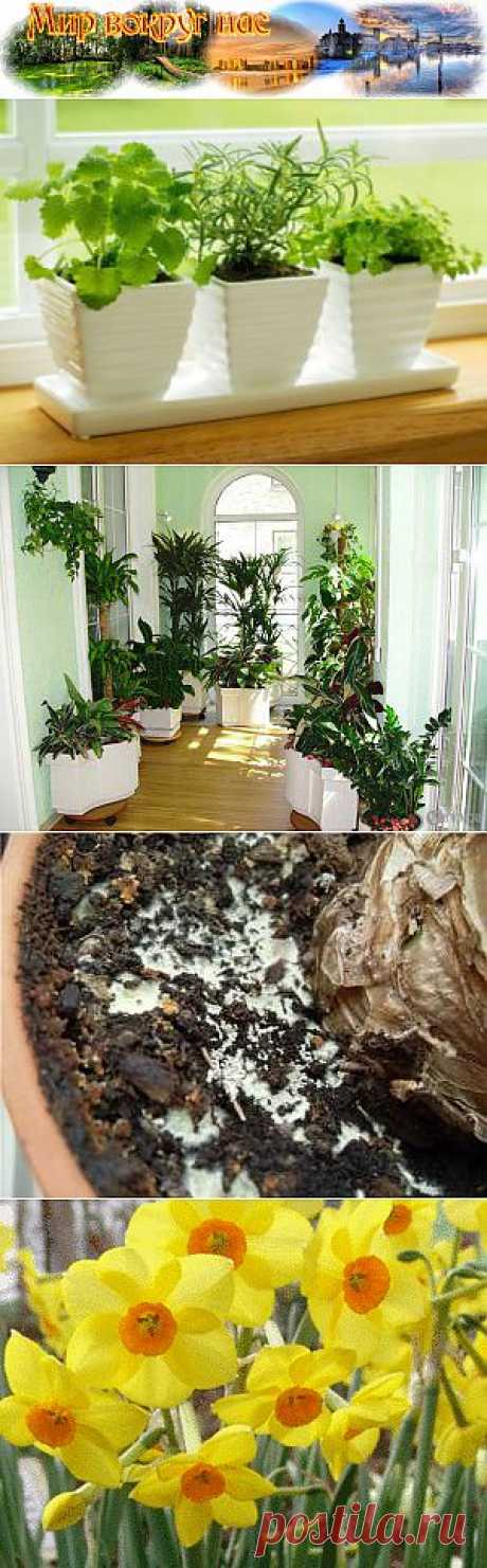 10 правил покупки комнатных растений | Мир вокруг нас