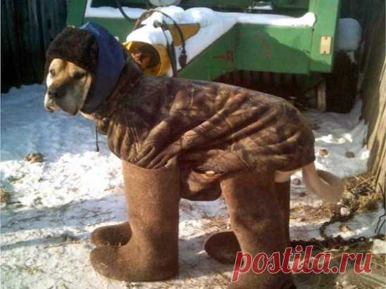 ...На  улице холод  собачий..... Хорошо, что  хозяин человечный...