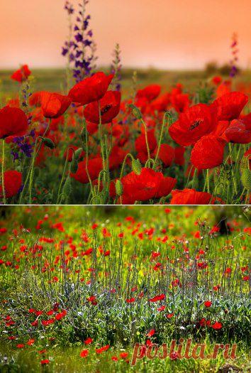 (10) Одноклассники