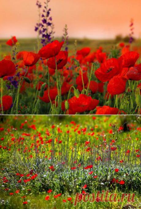 (10) Одноклассники