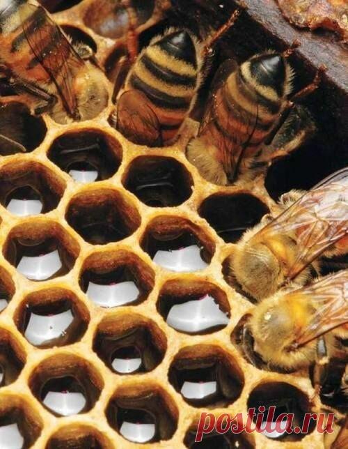 Поразительные фотографии, макро съемка | Разносторонняя личность | Яндекс Дзен